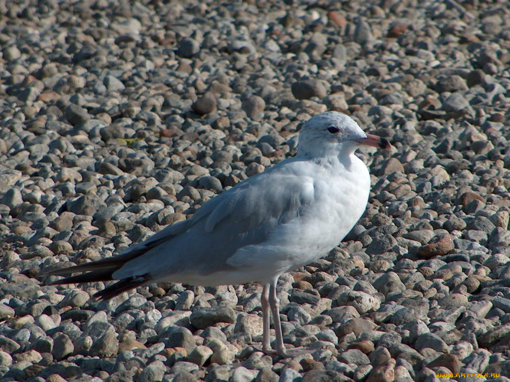 Чайка, животные, Чайки, бакланы, крачки