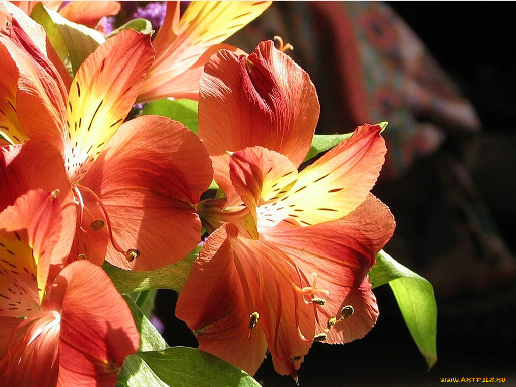 цветы, альстромерия