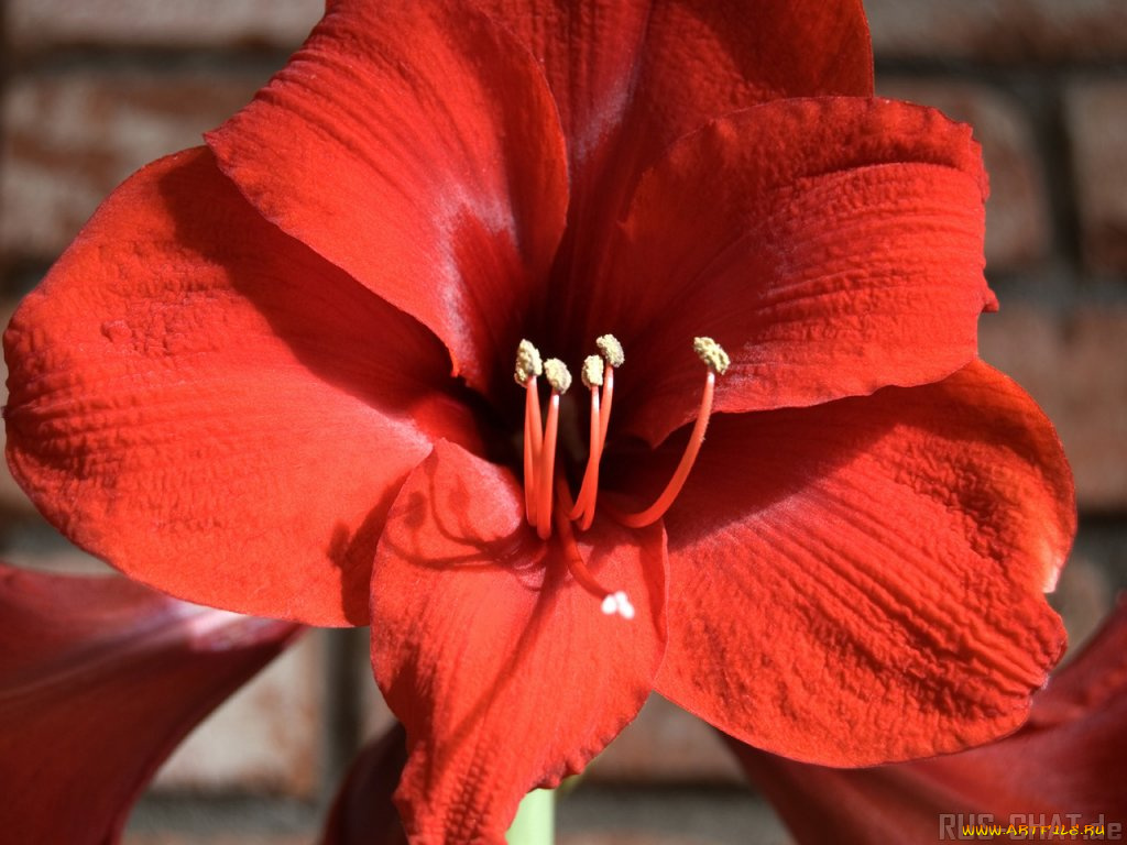 цветы, амариллисы, гиппеаструмы