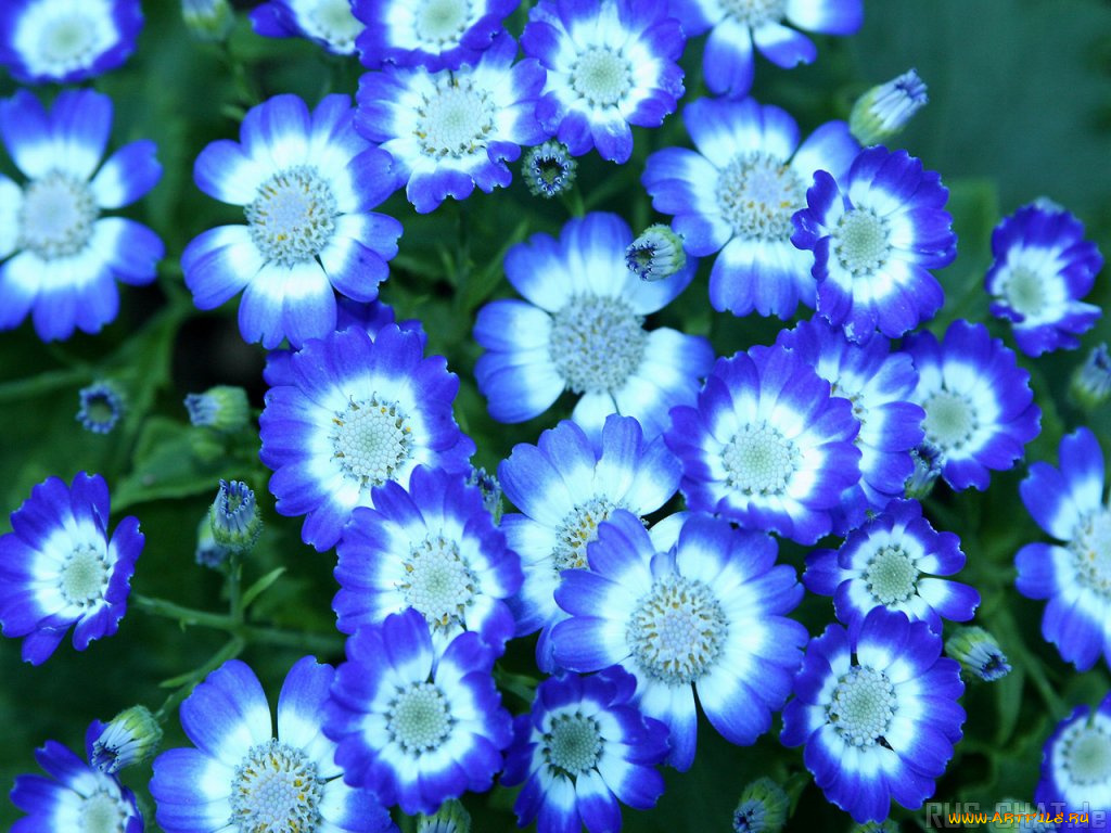 цветы, цинерария