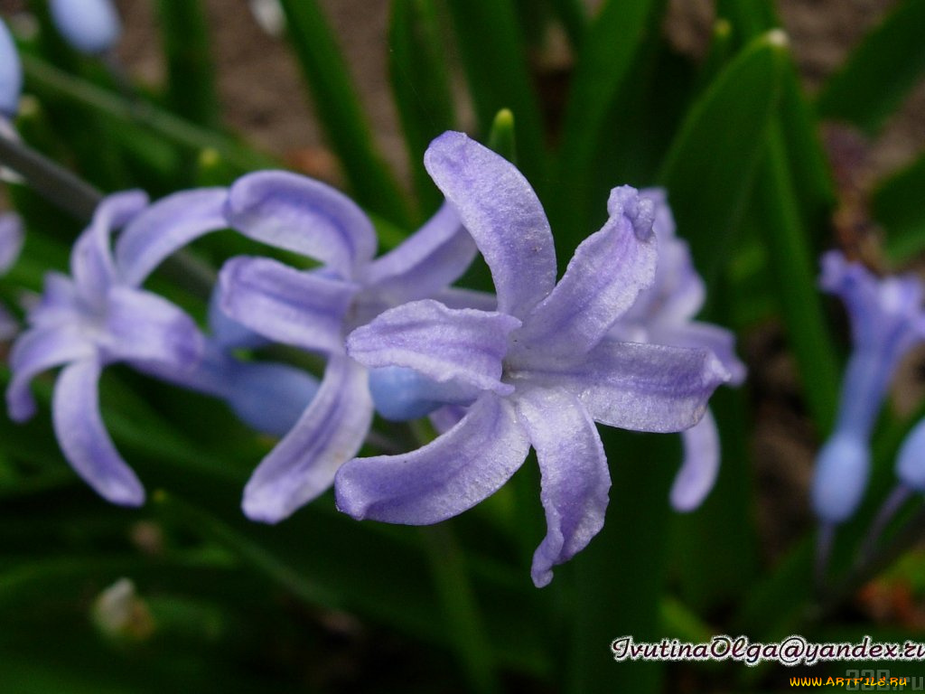 цветы, гиацинты