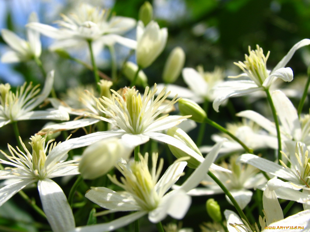 цветы, клематис, ломонос