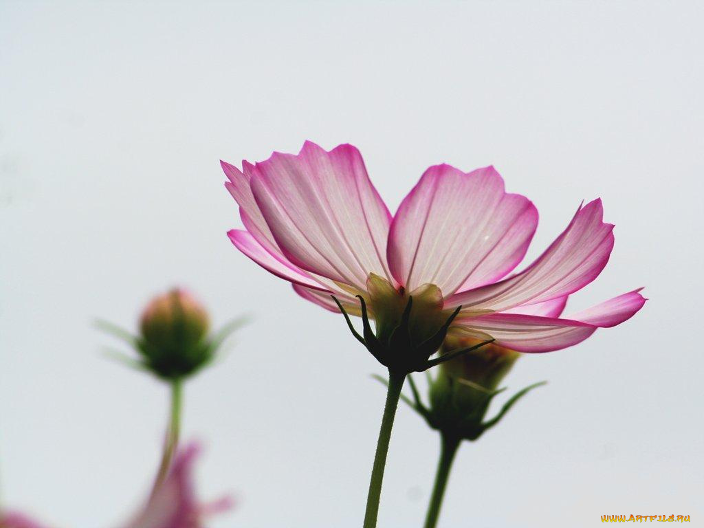 цветы, космея
