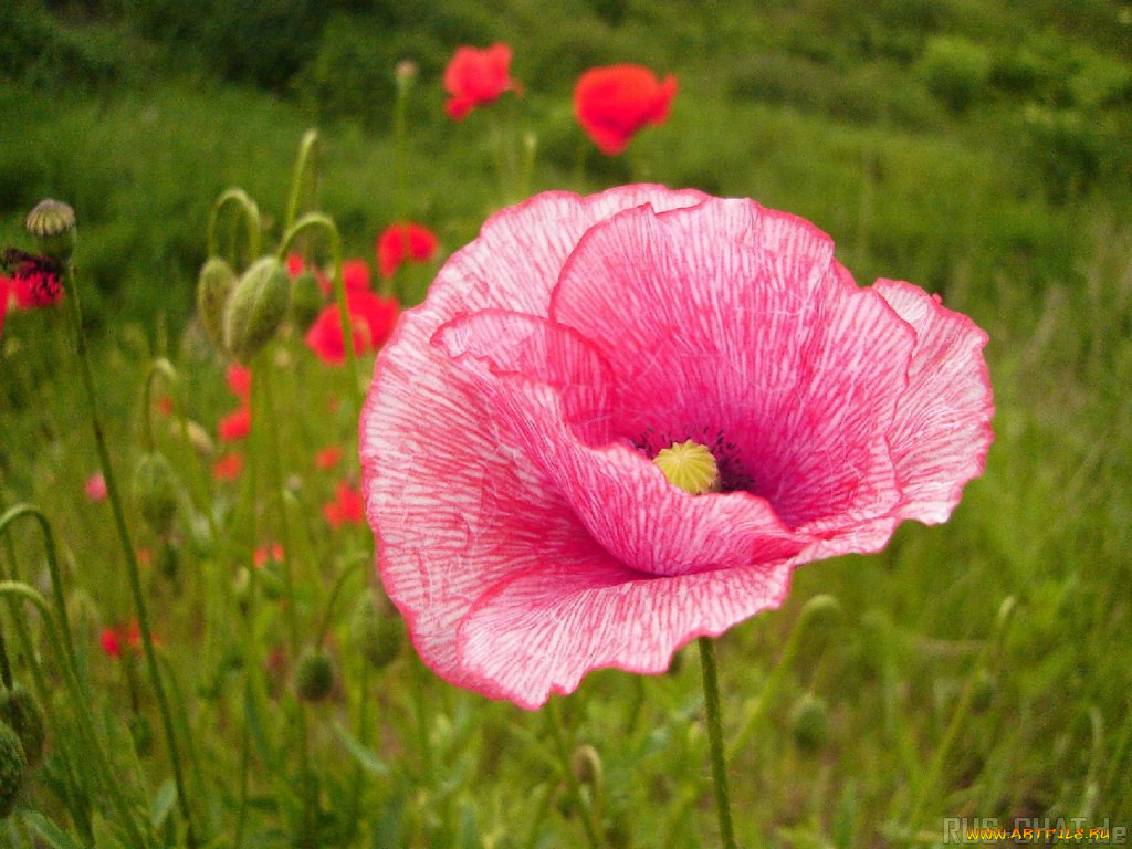 цветы, маки