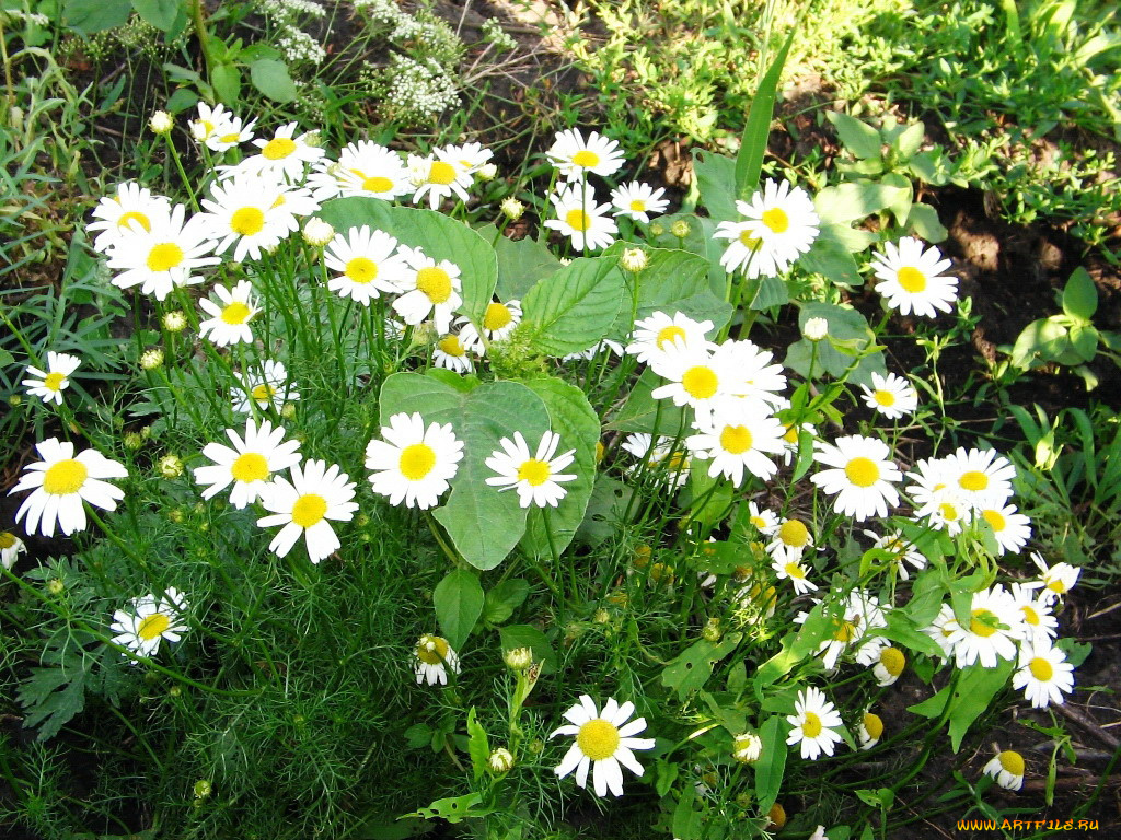 цветы, ромашки