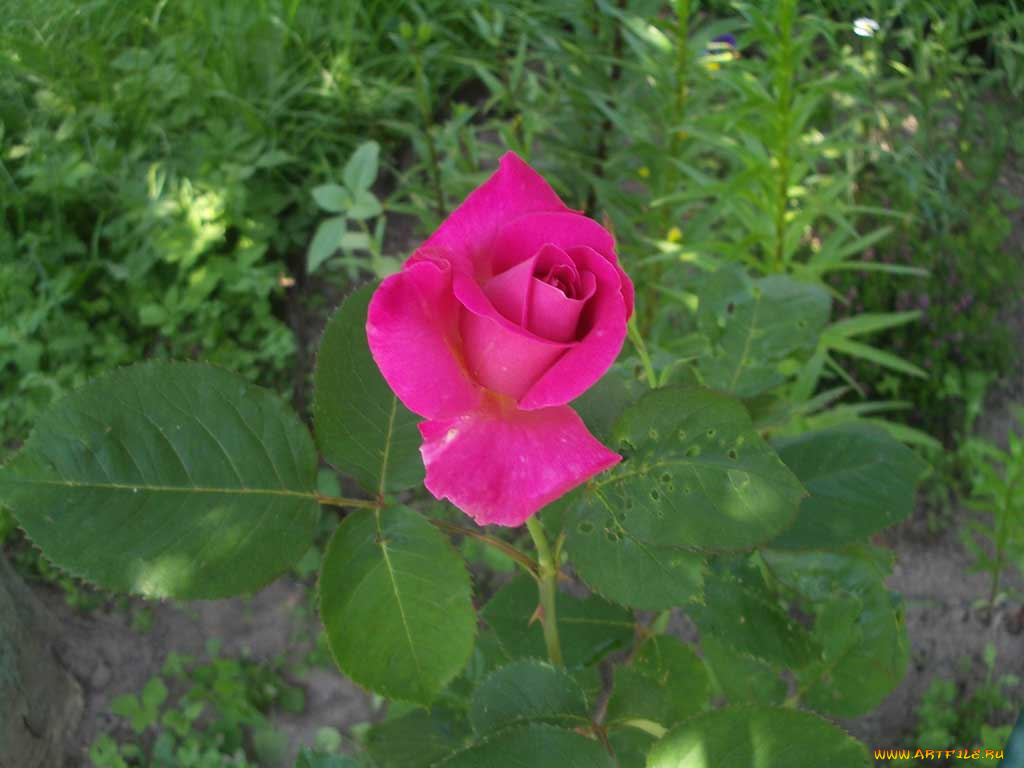 цветы, розы