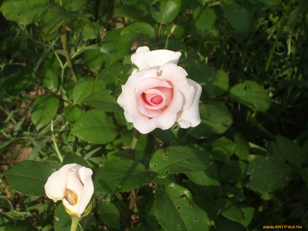 цветы, розы