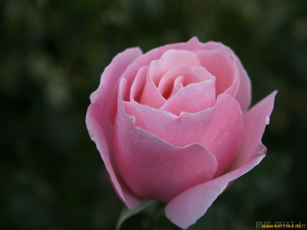 цветы, розы