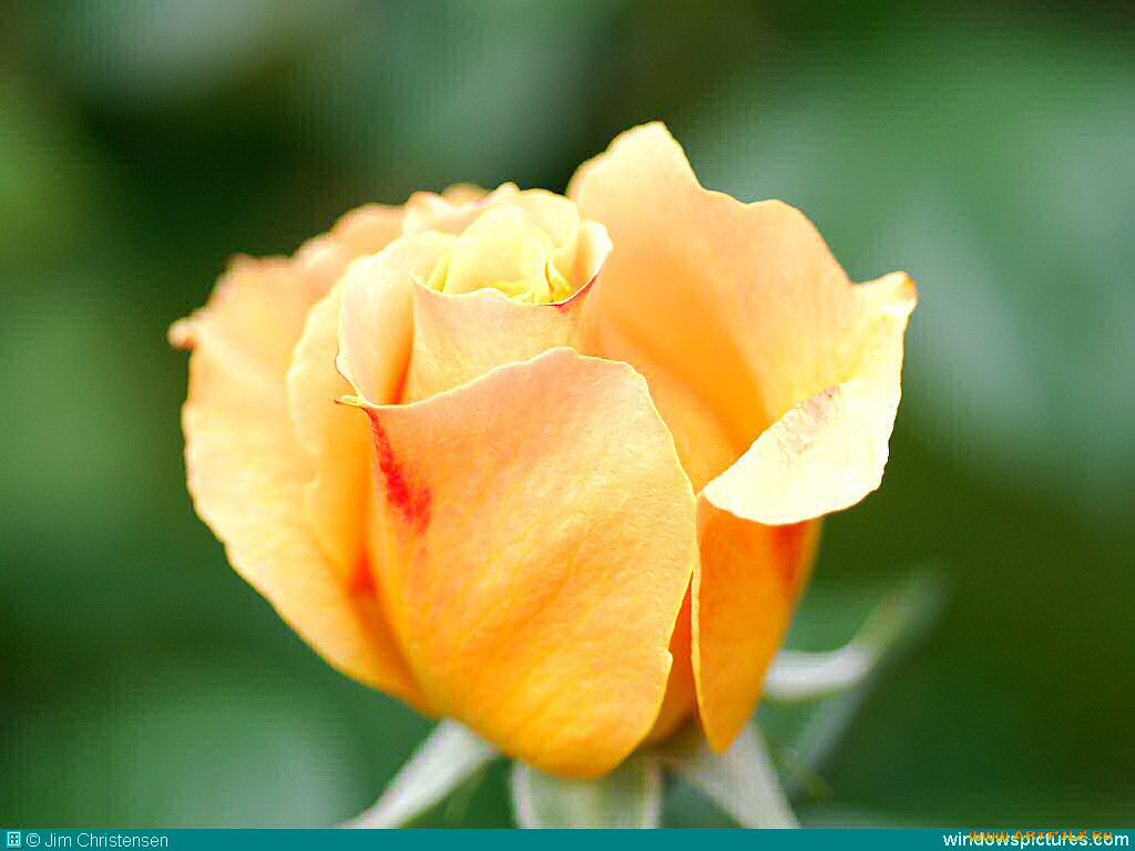 цветы, розы