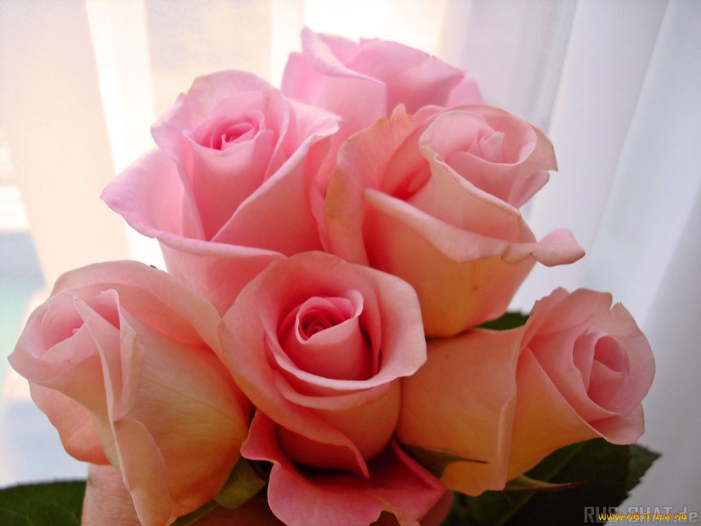 цветы, розы