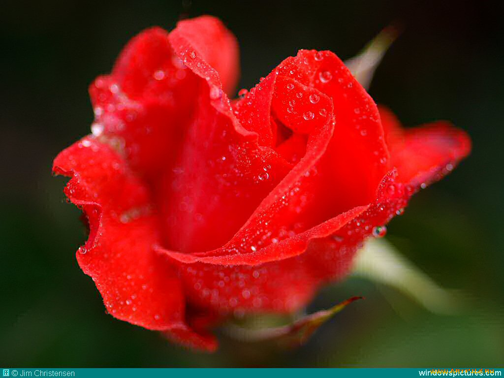 цветы, розы