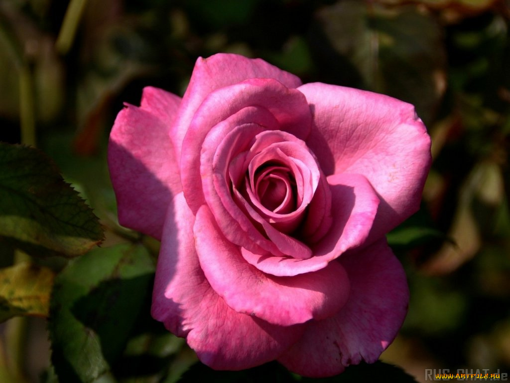 цветы, розы