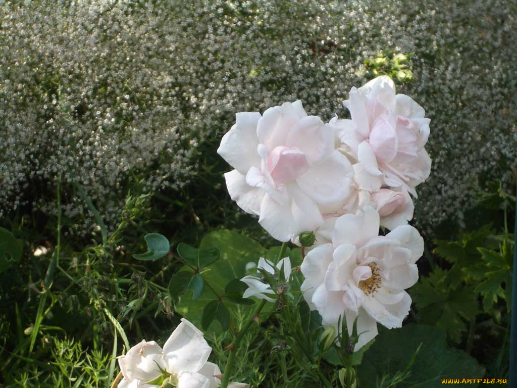 цветы, розы