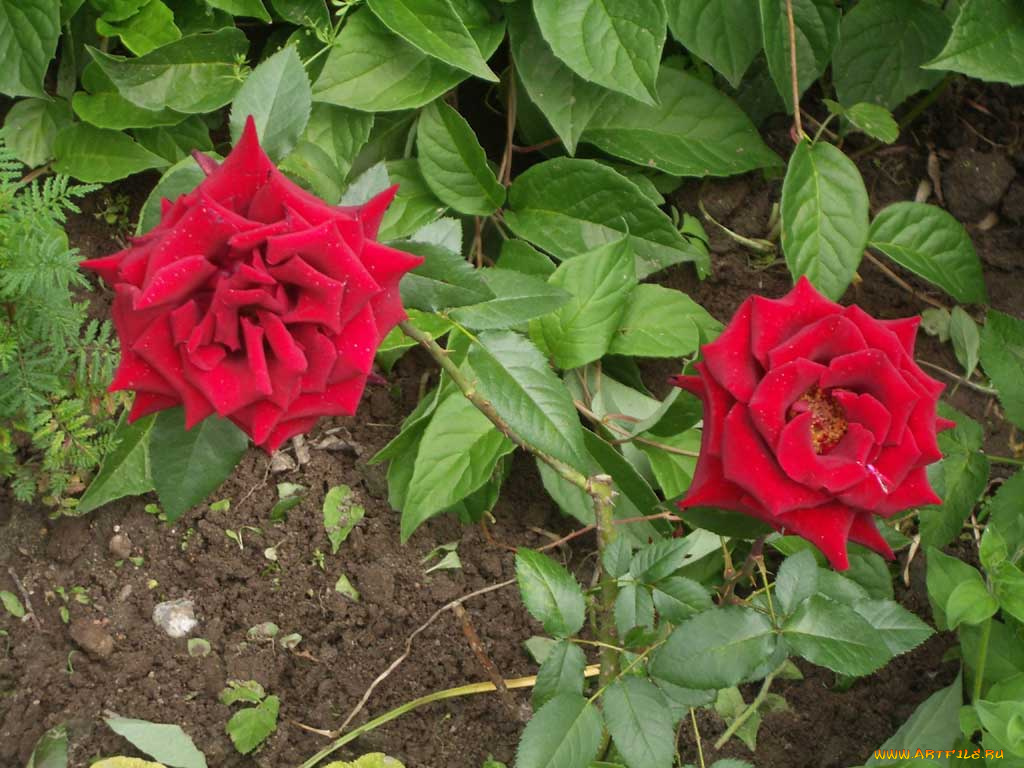 цветы, розы