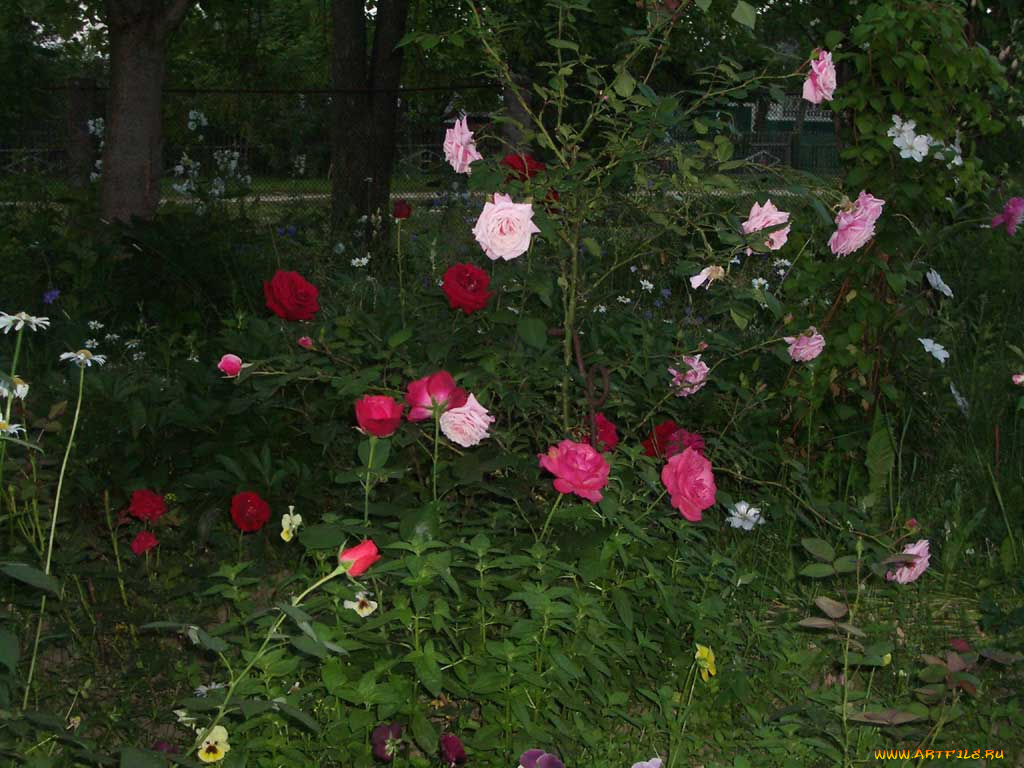 цветы, розы