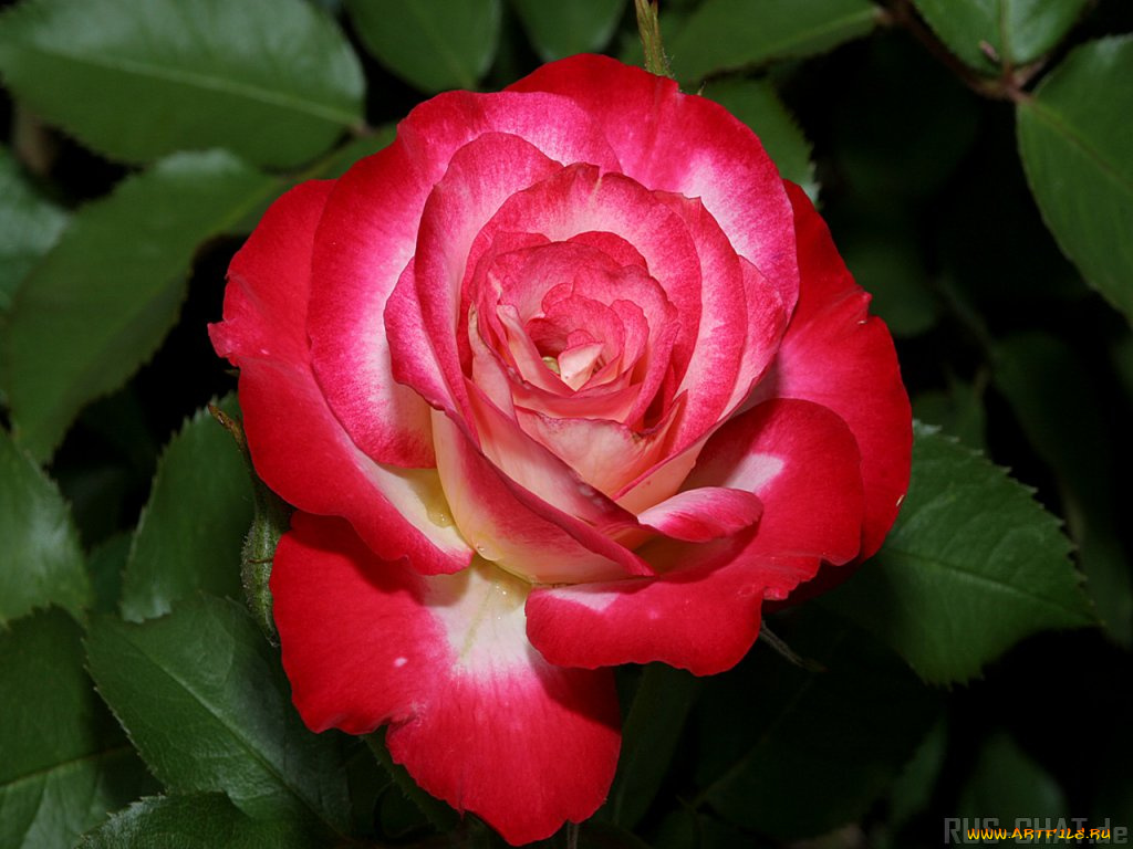 цветы, розы