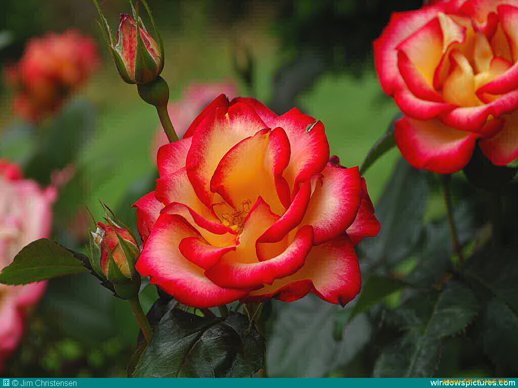 цветы, розы