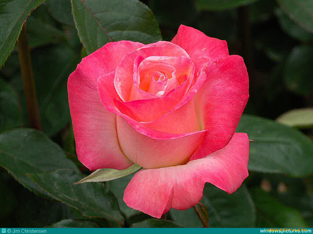 цветы, розы