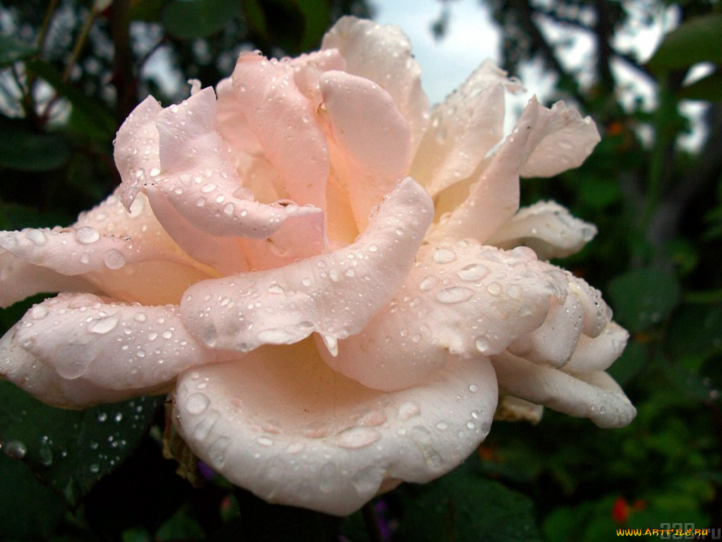 цветы, розы