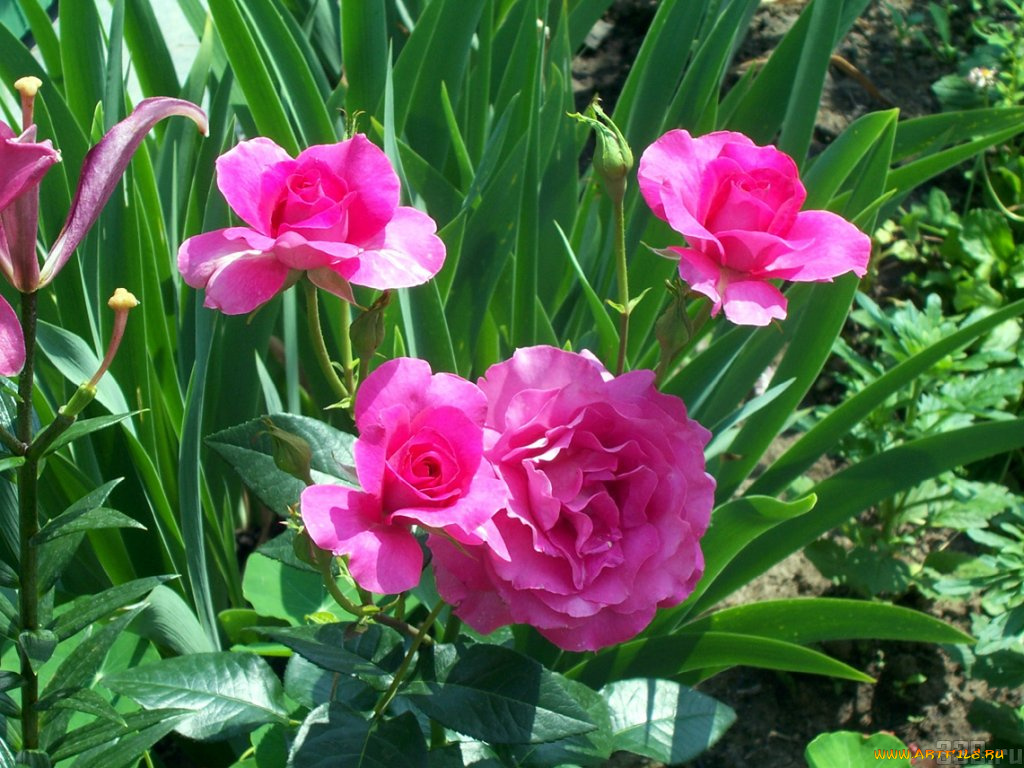 цветы, розы