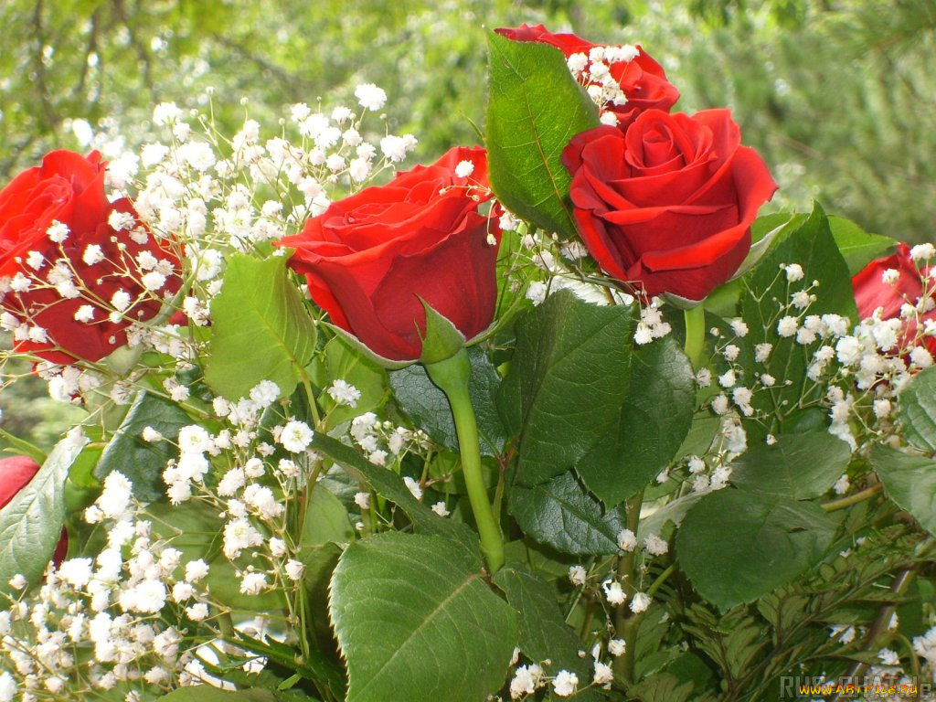 цветы, розы