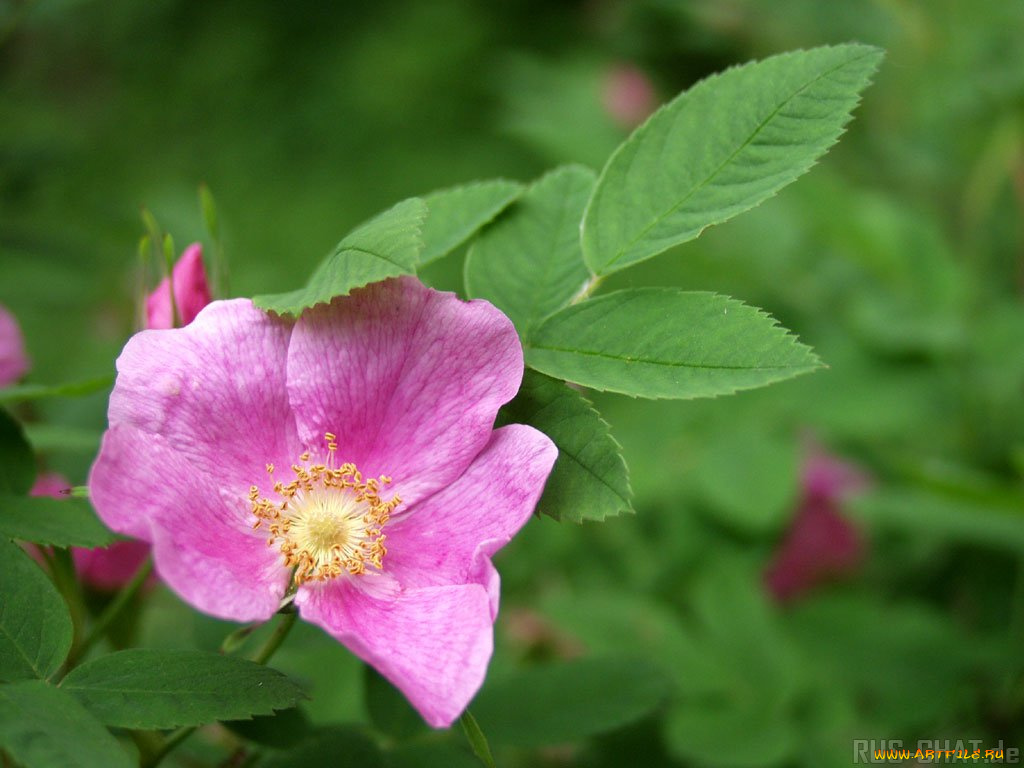 цветы, шиповник