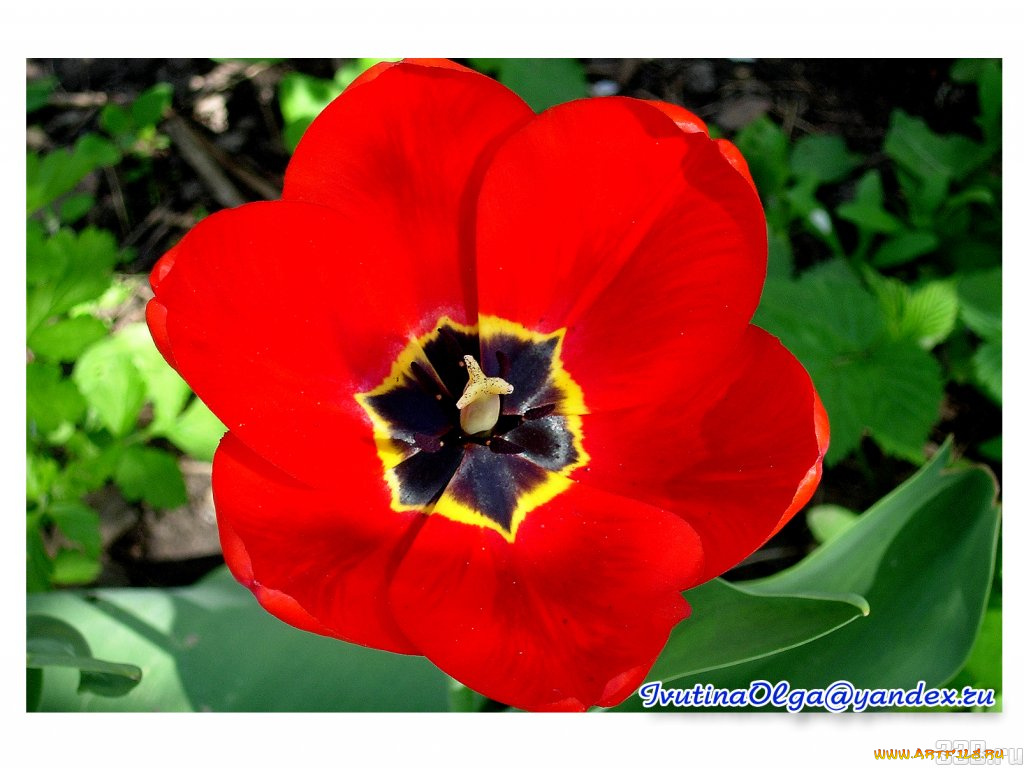 цветы, тюльпаны