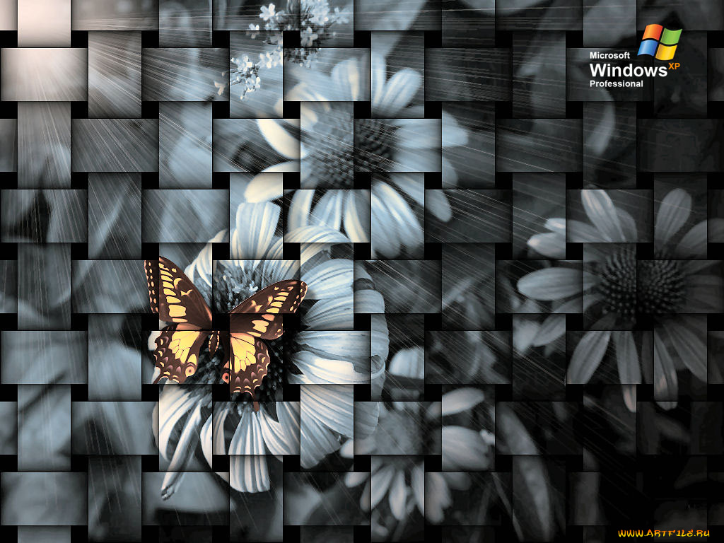компьютеры, windows, xp
