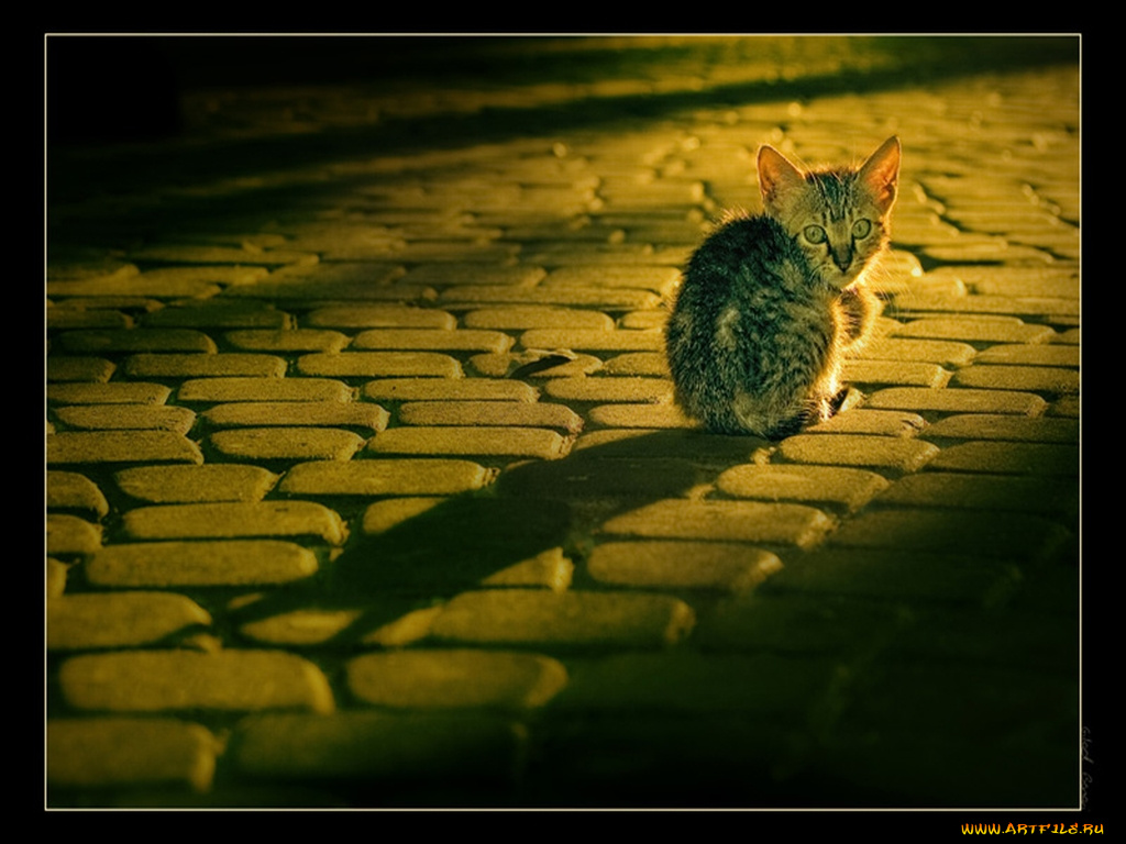 животные, коты