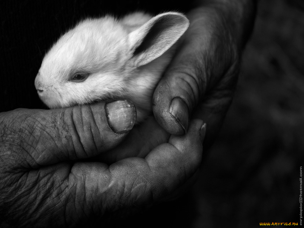 животные, кролики, зайцы