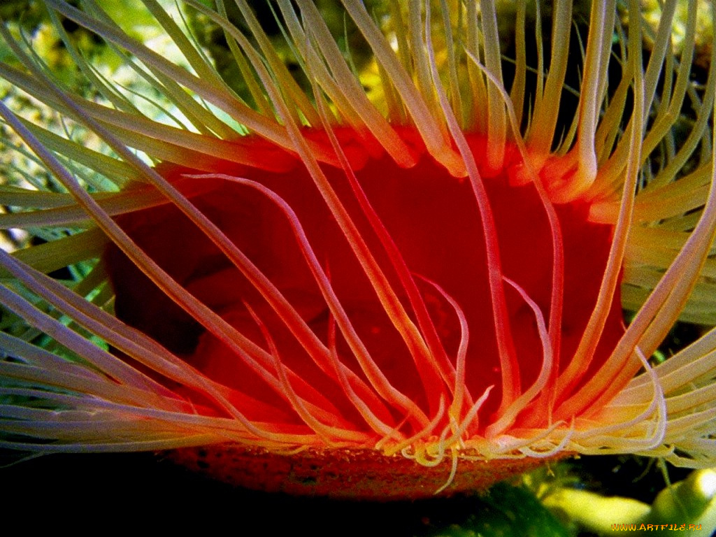 животные, морская, фауна