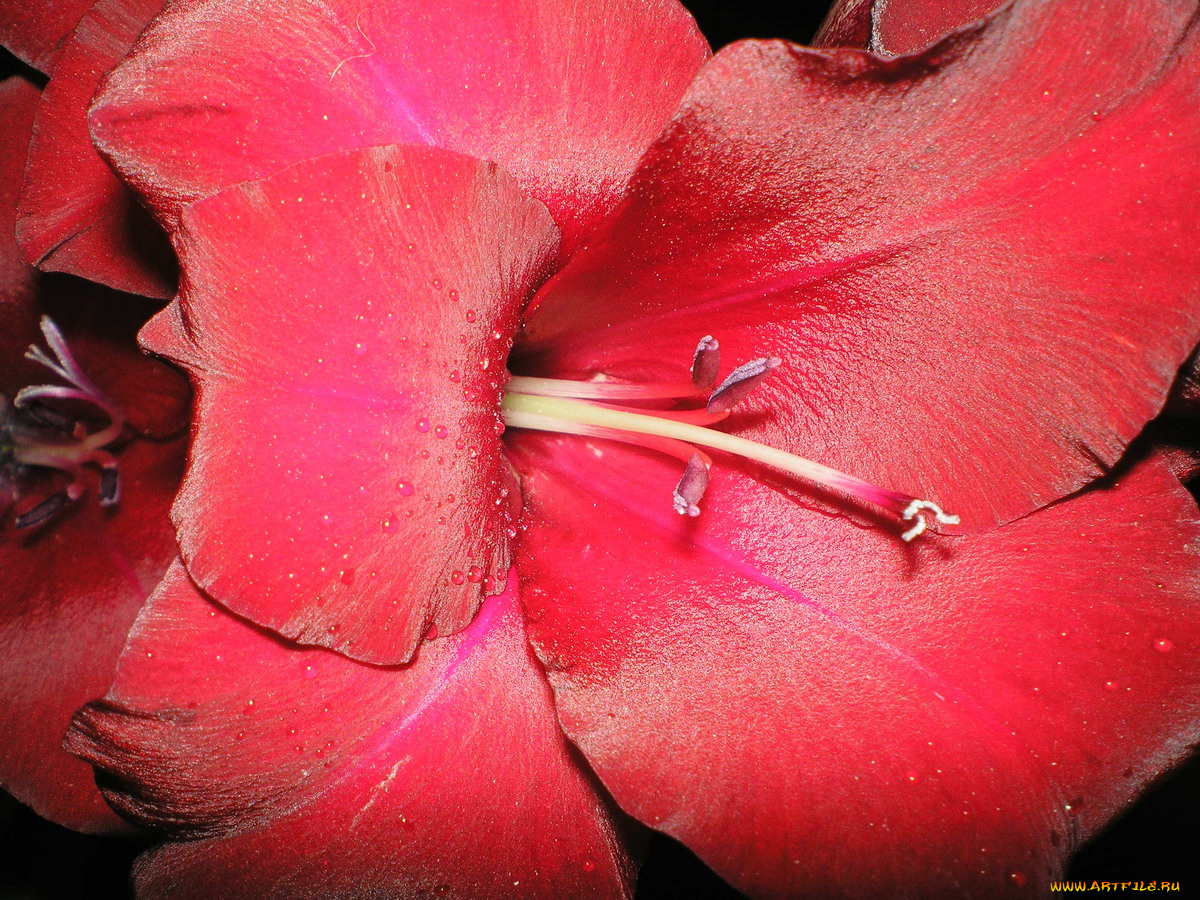 цветы, амариллисы, гиппеаструмы