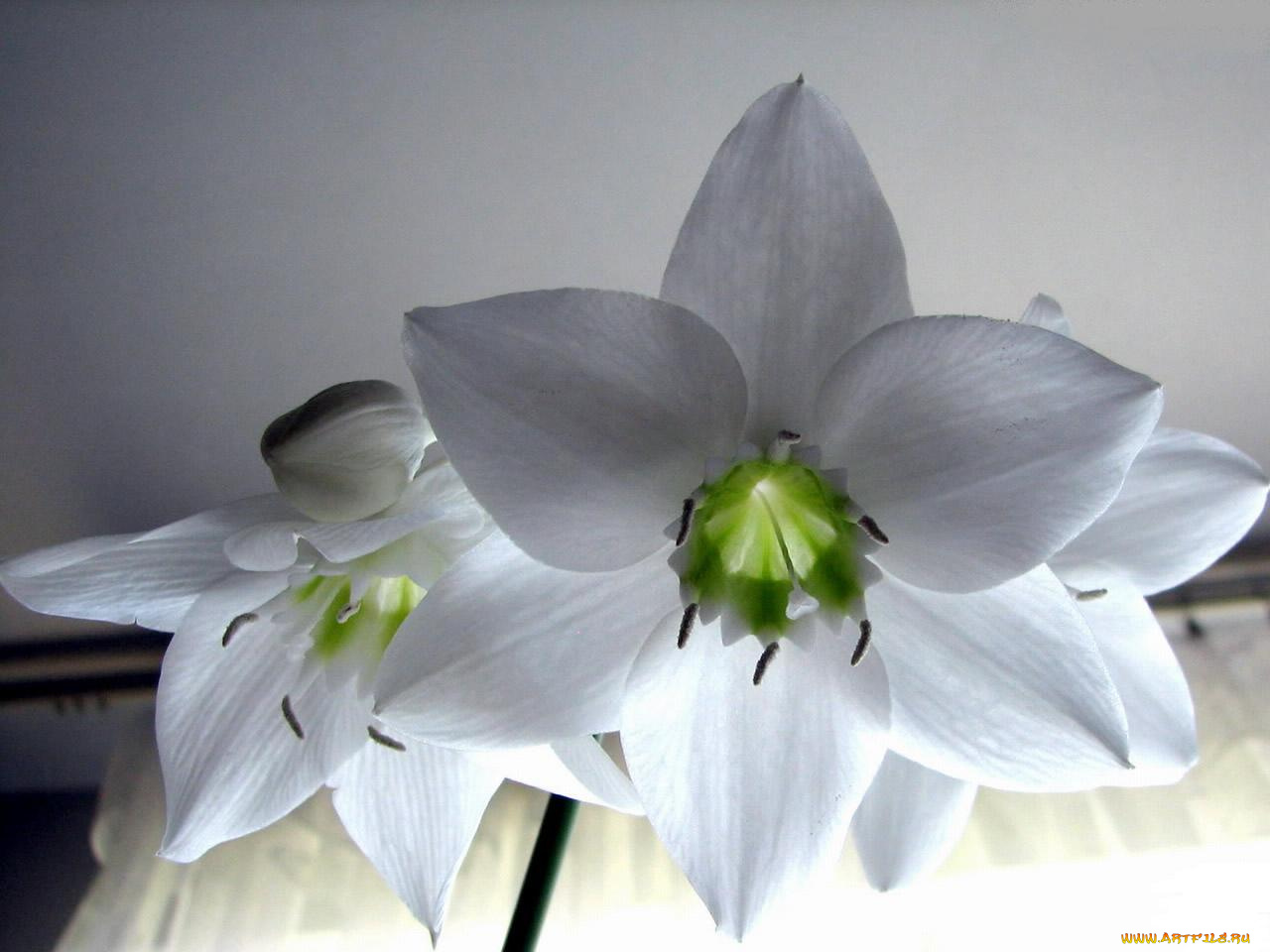 цветы, эухарис, амазонская, лилия