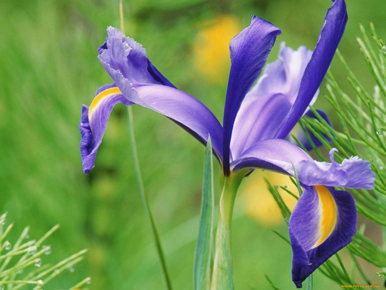 цветы, ирисы