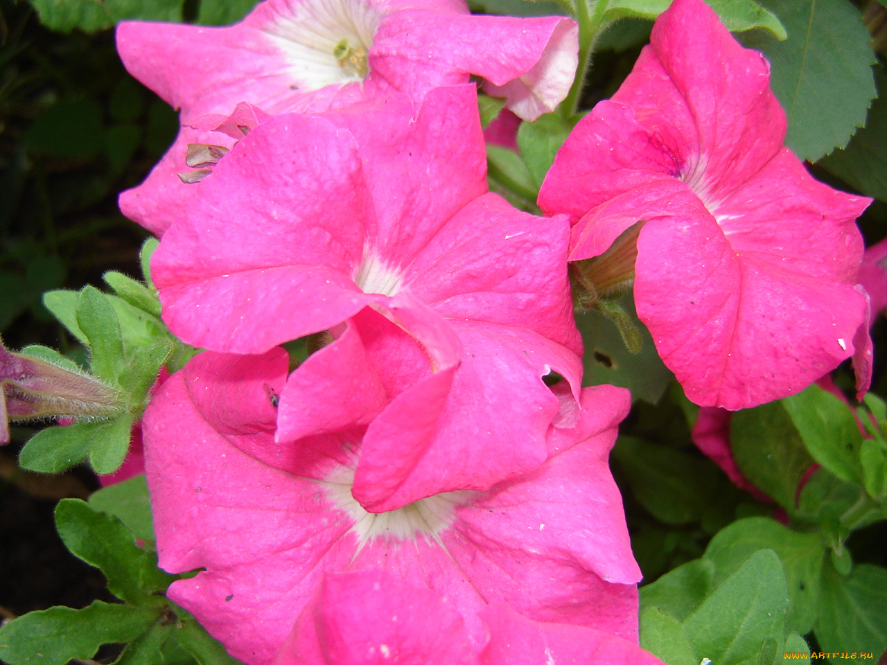 цветы, петунии, калибрахоа