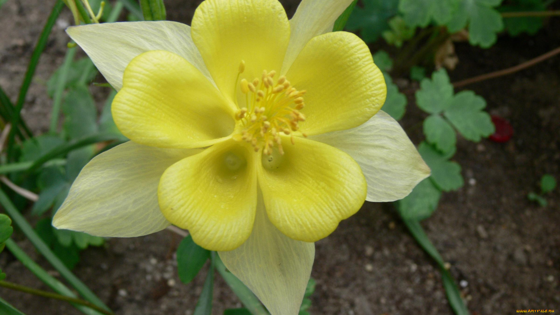 цветы, аквилегия, водосбор