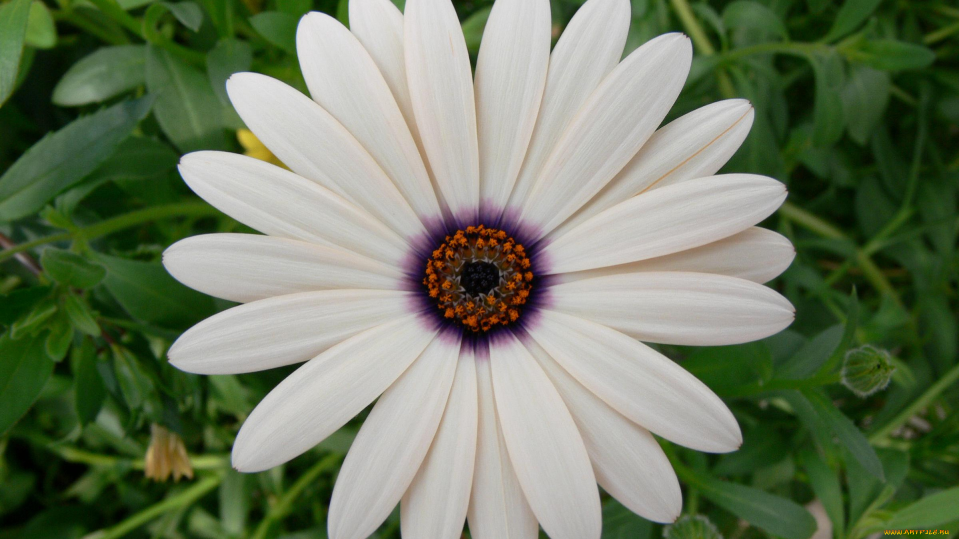 цветы, диморфотеки