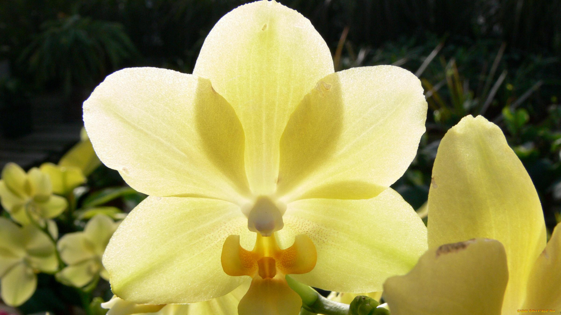 цветы, орхидеи