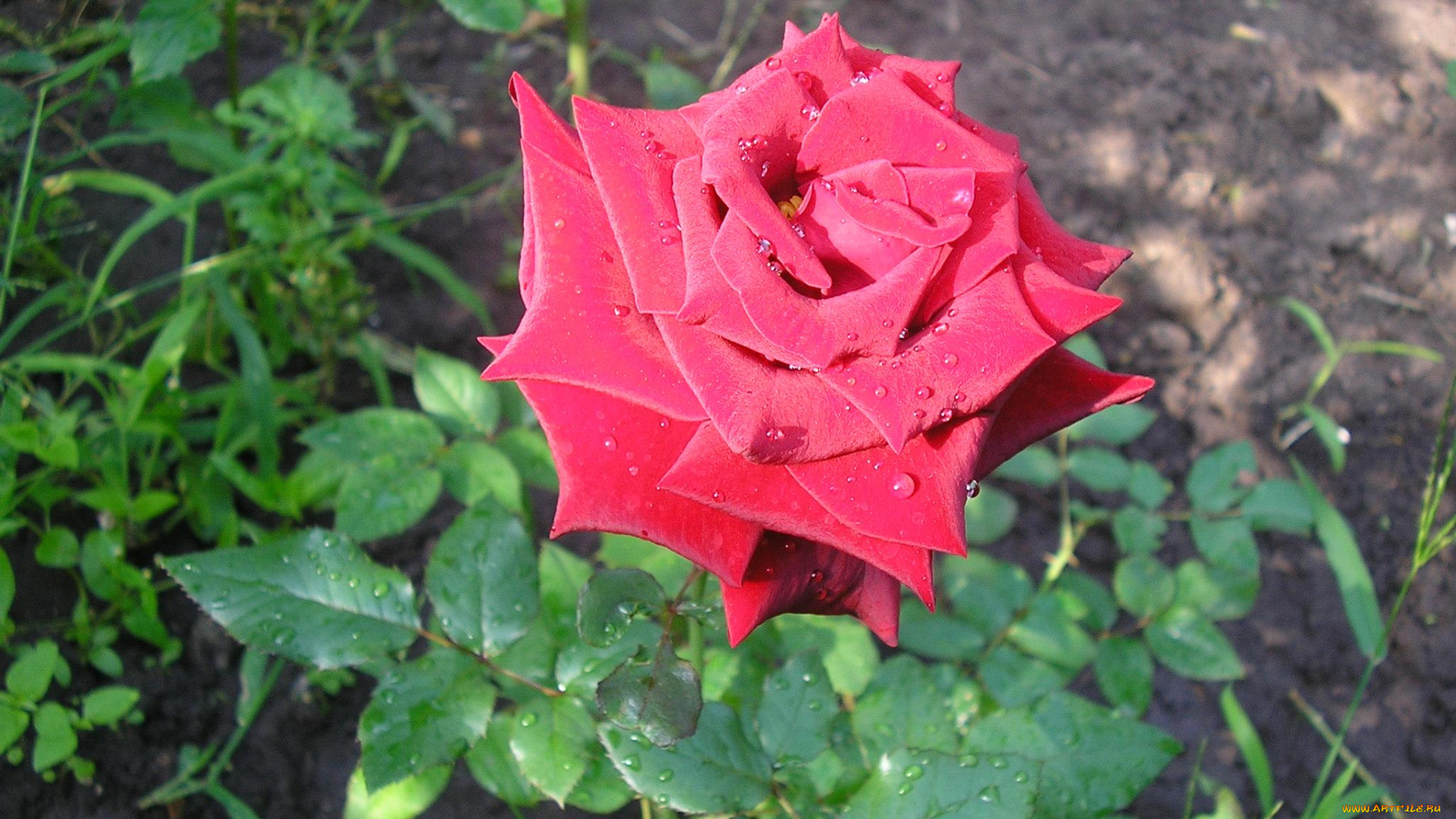 цветы, розы