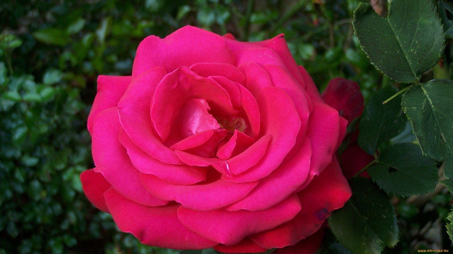 цветы, розы