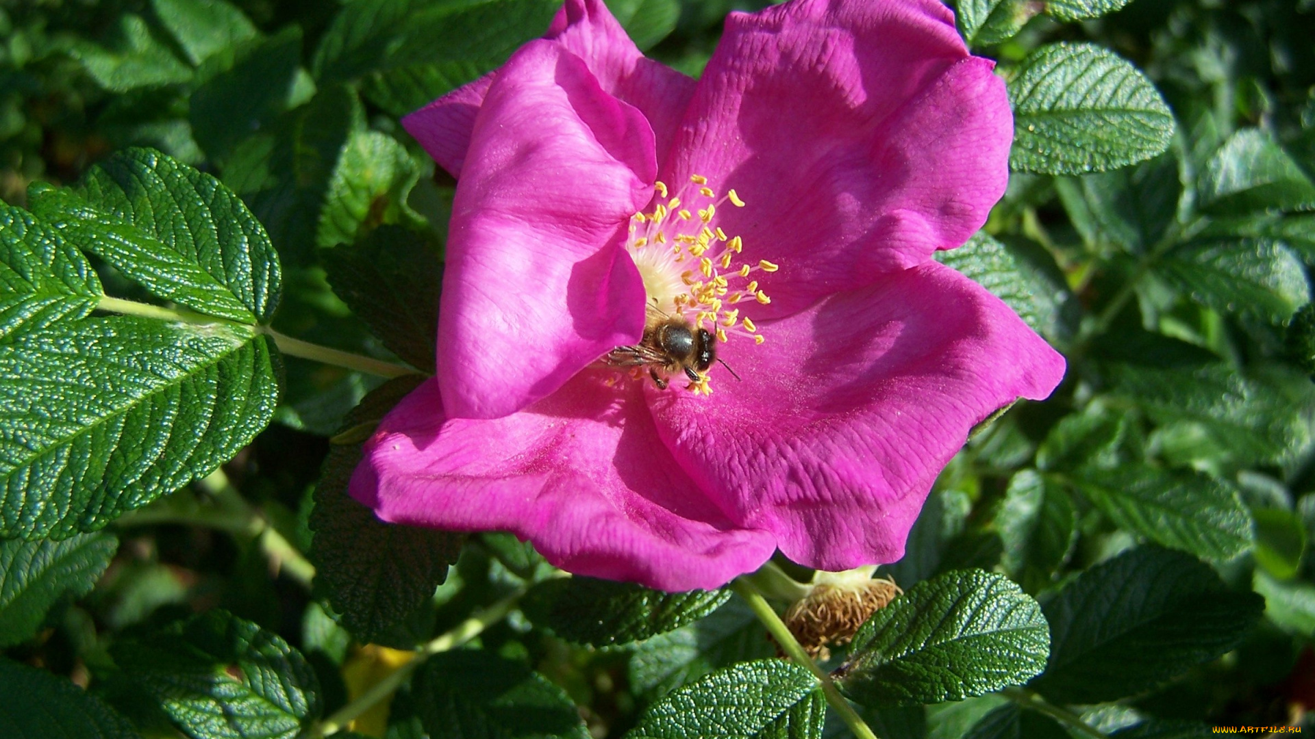 цветы, шиповник
