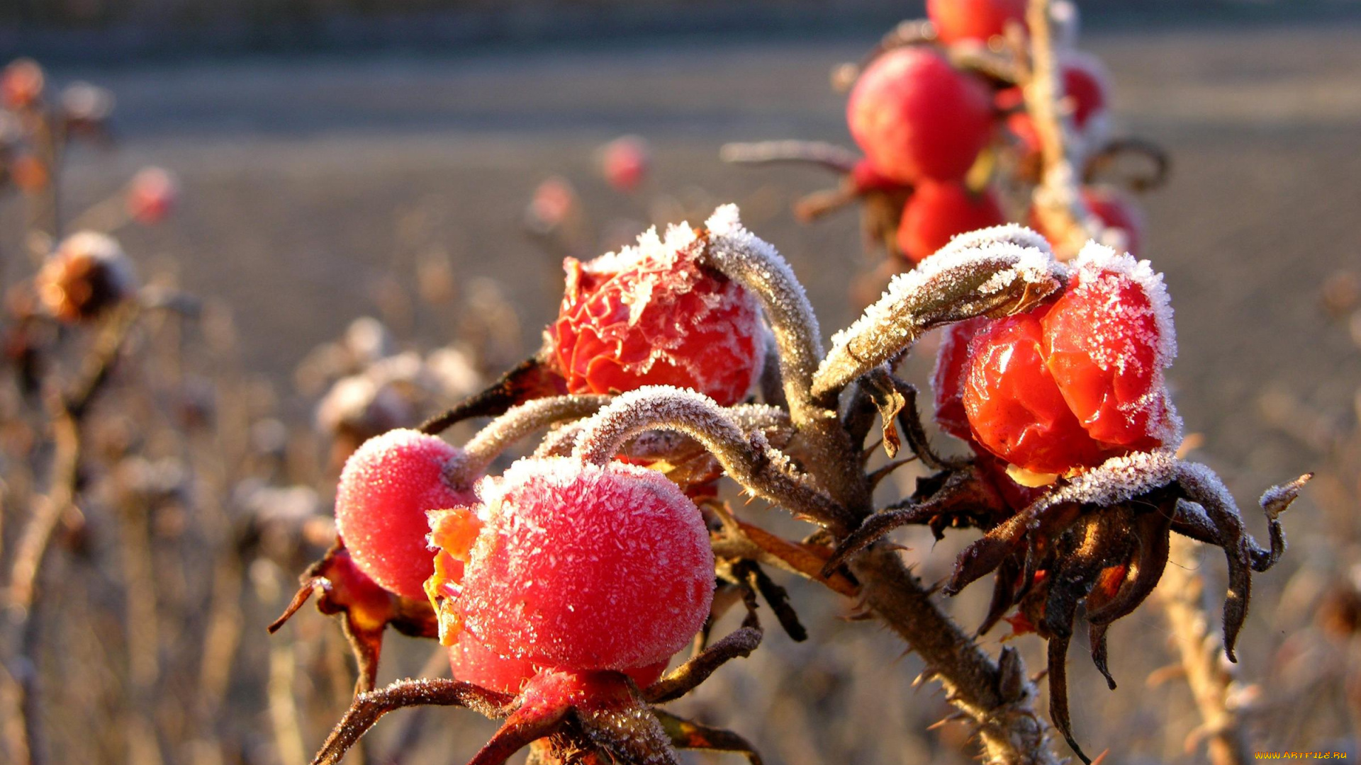 природа, Ягоды