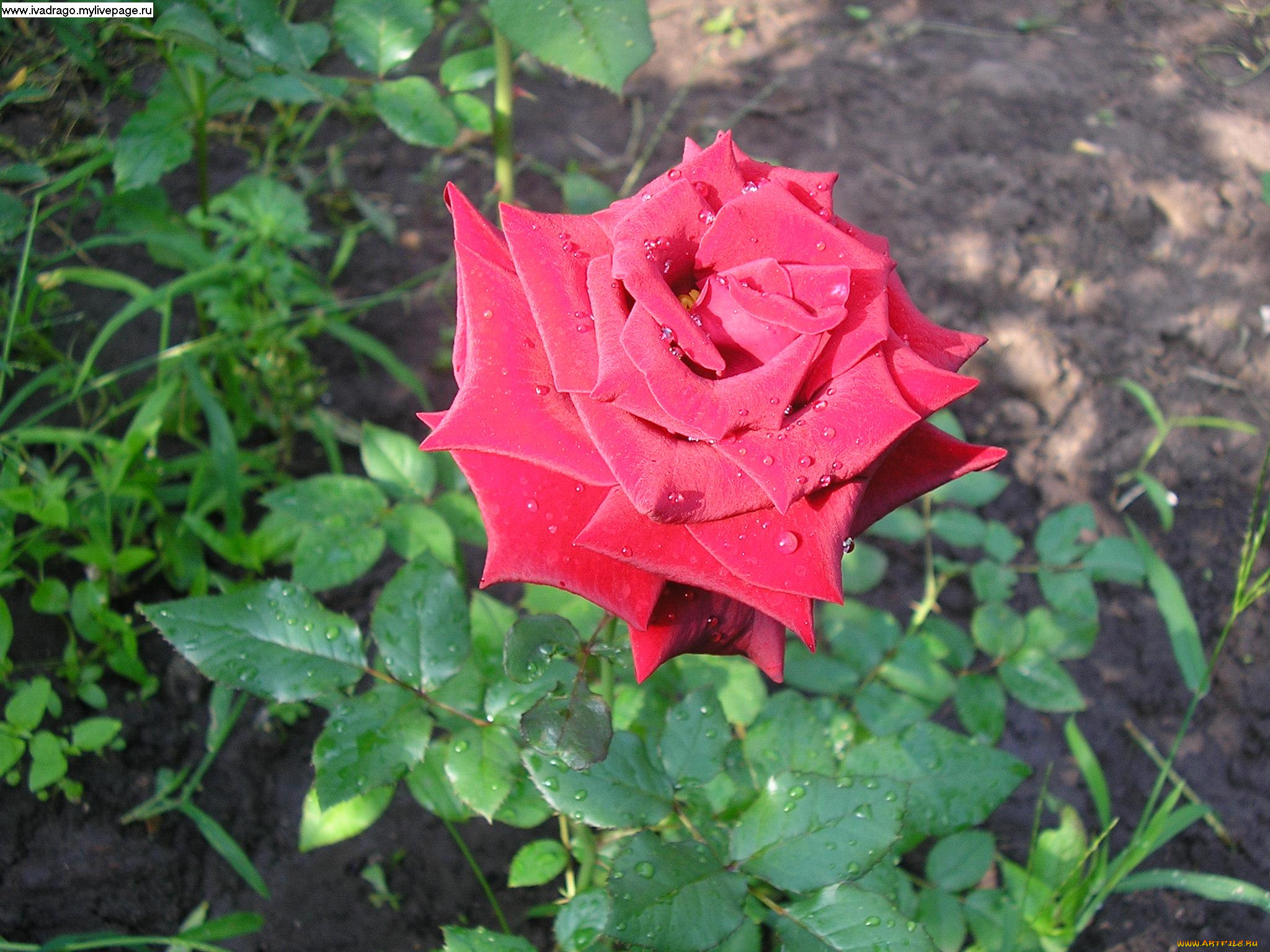 цветы, розы