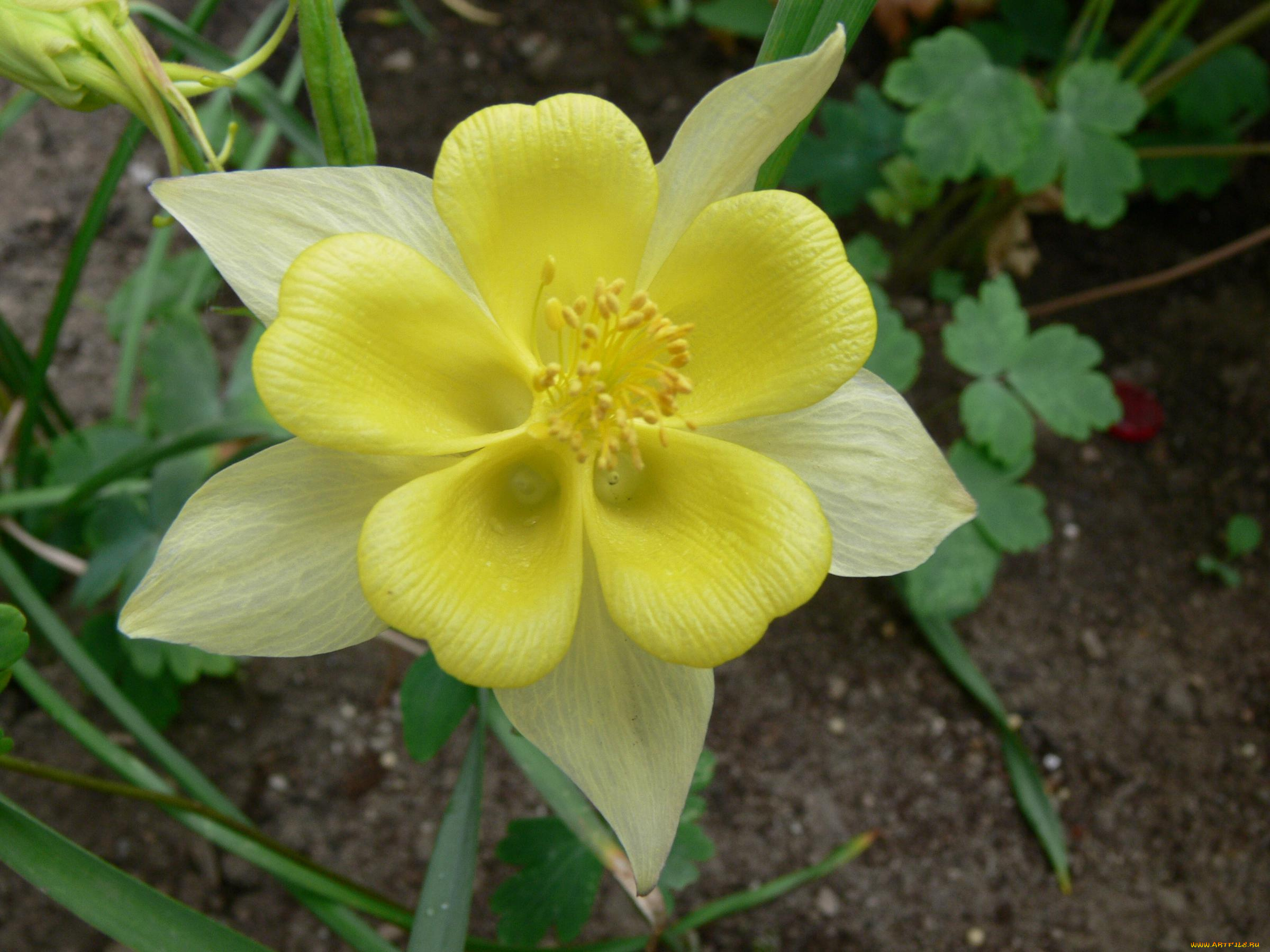 цветы, аквилегия, водосбор