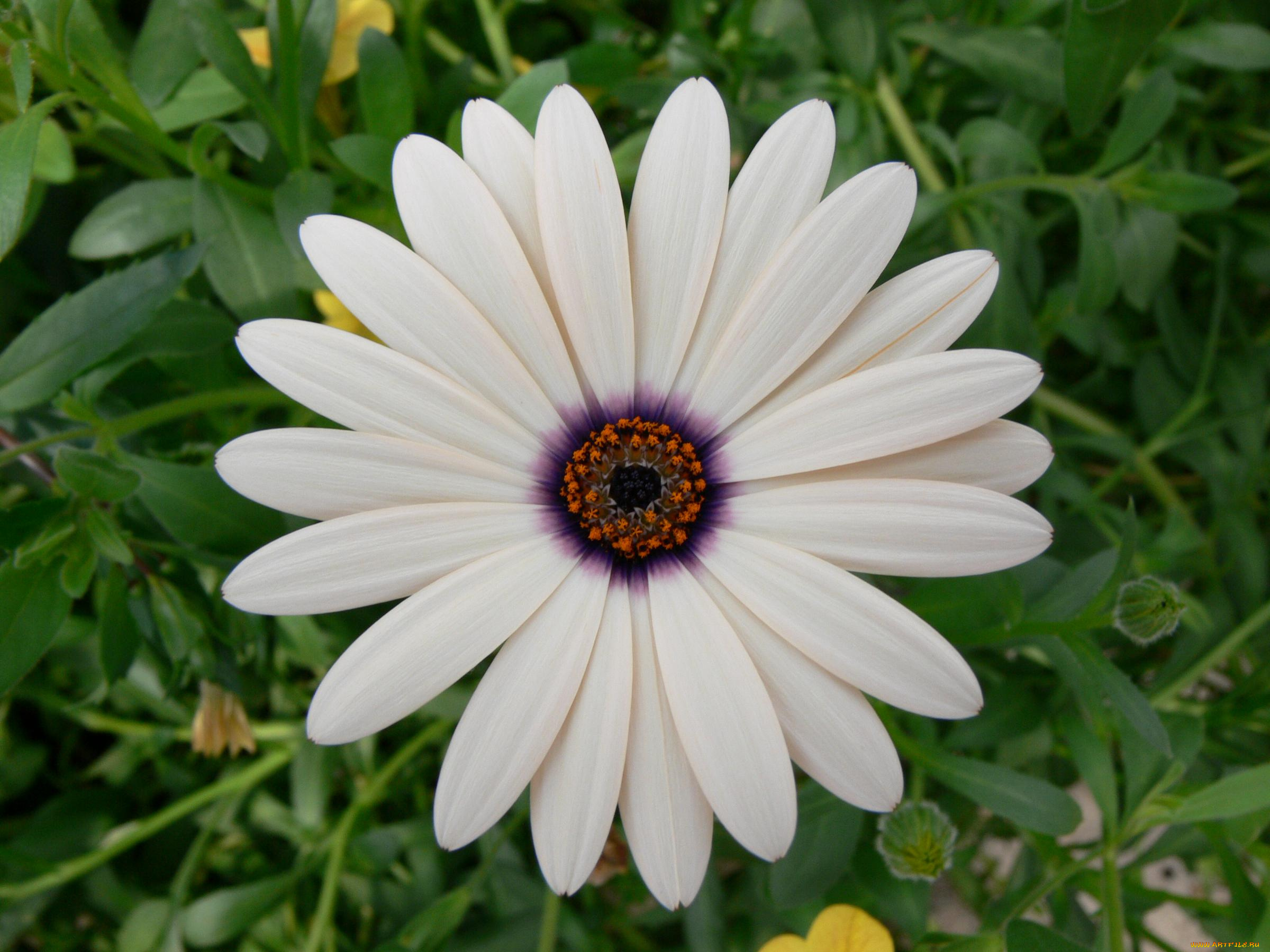 цветы, диморфотеки