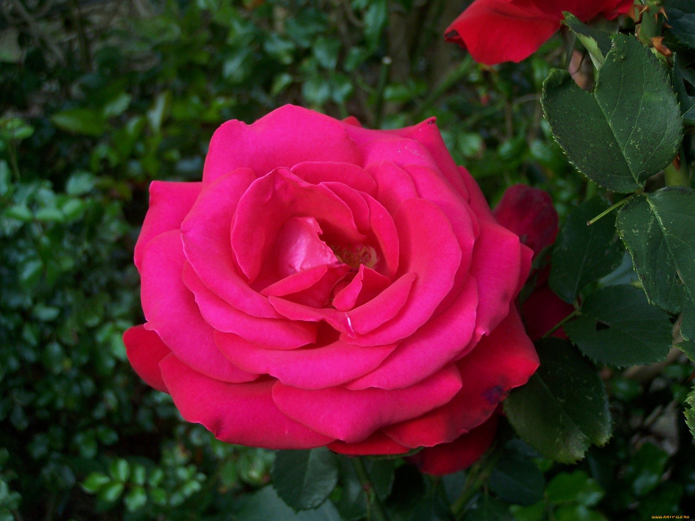 цветы, розы