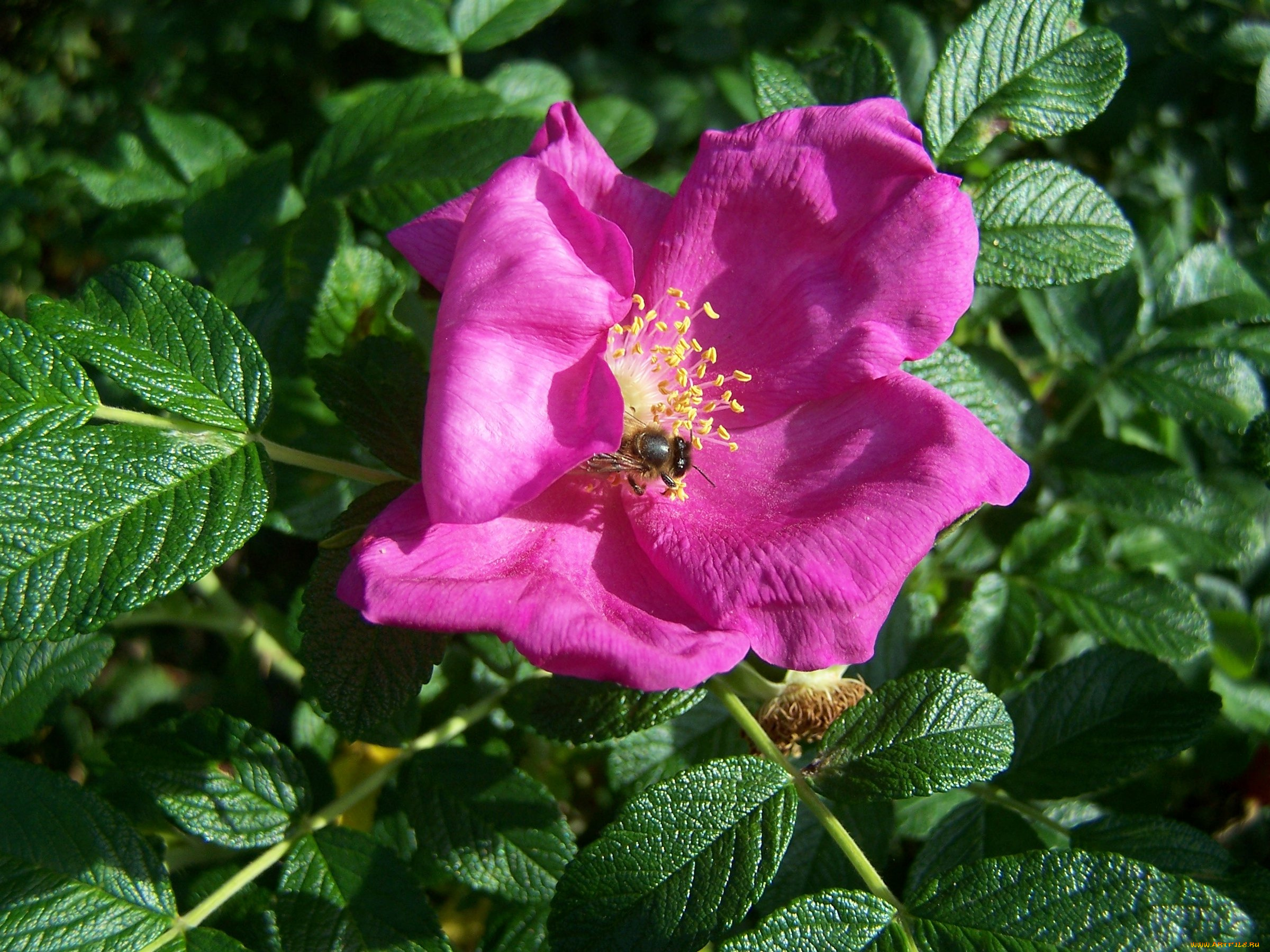 цветы, шиповник