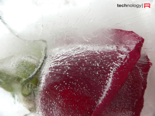 обоя цветы, розы