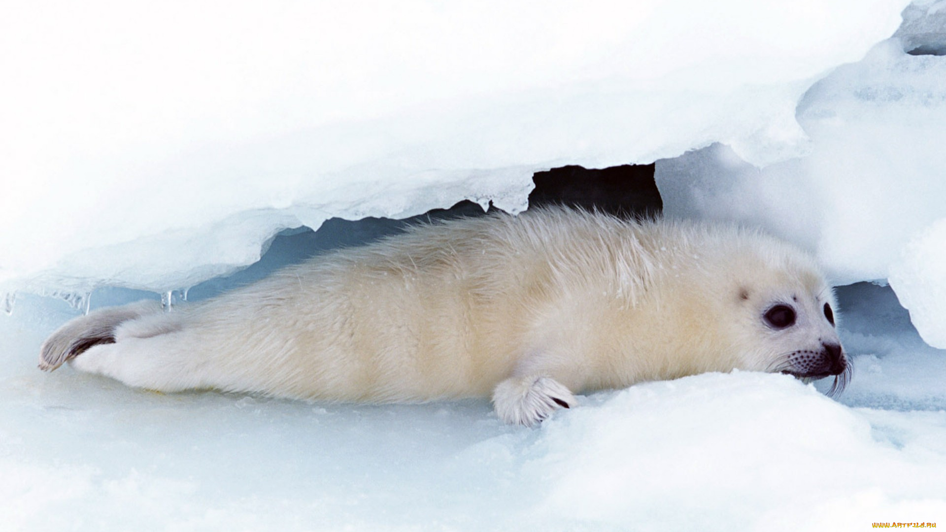 животные, тюлени, морские, львы, котики