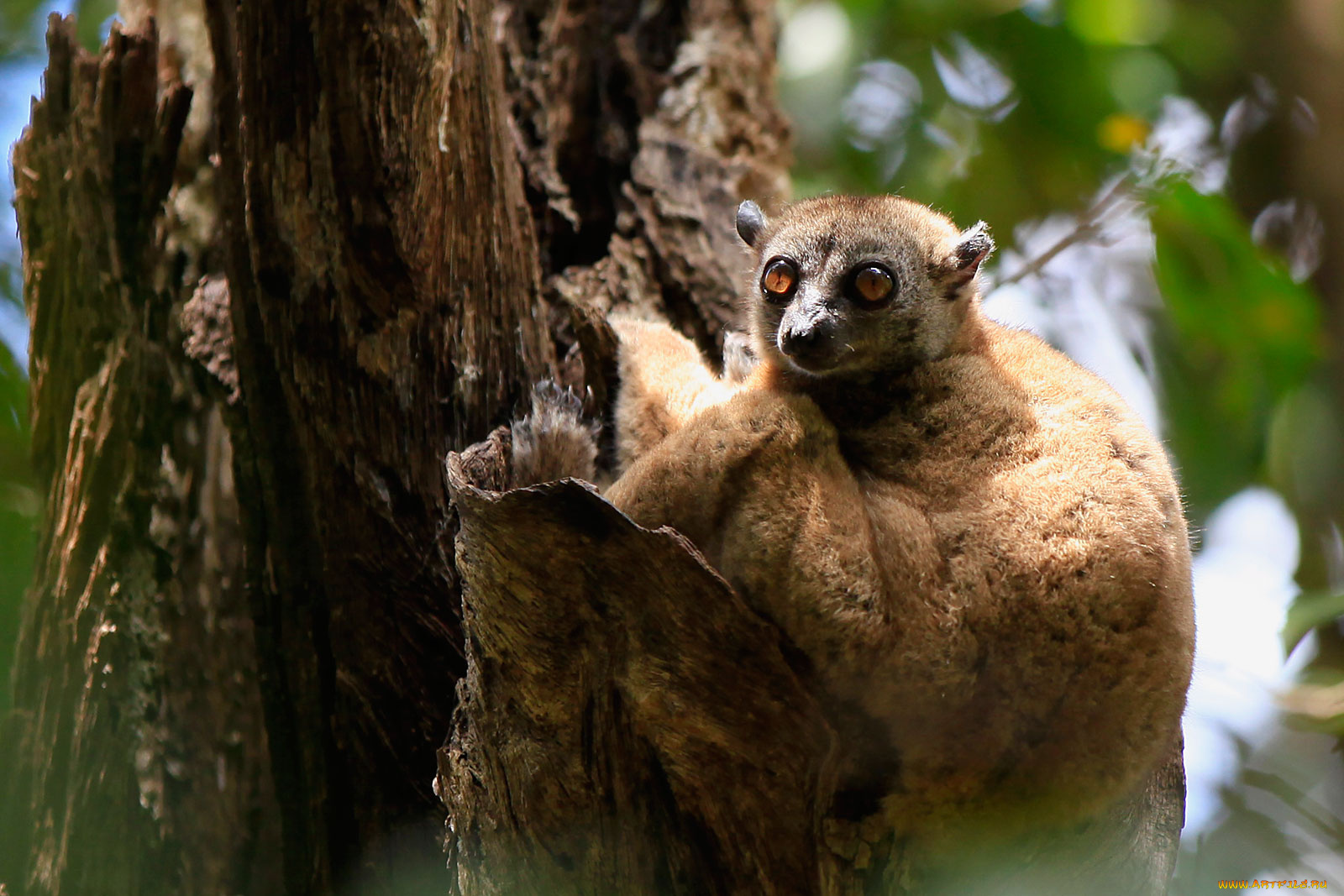 животные, лемуры, ствол, дерево, зверек